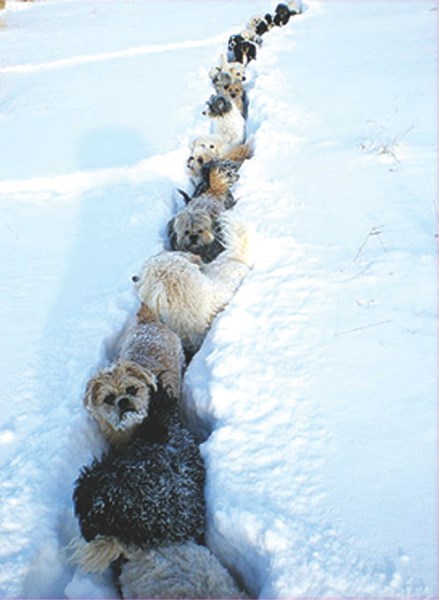 A trail of dogs follows Bunney during a walk one snowy day.