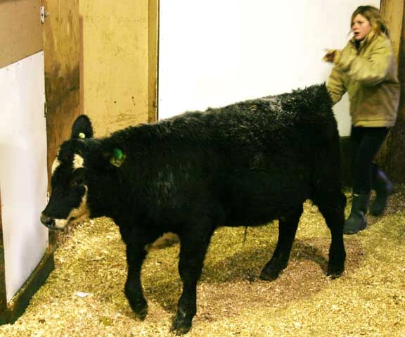 A calf is ushered into the Western Pride Auction Market by Tamara Michalyk, just prior to being weighed at the district 4-H weigh-in Nov. 21.