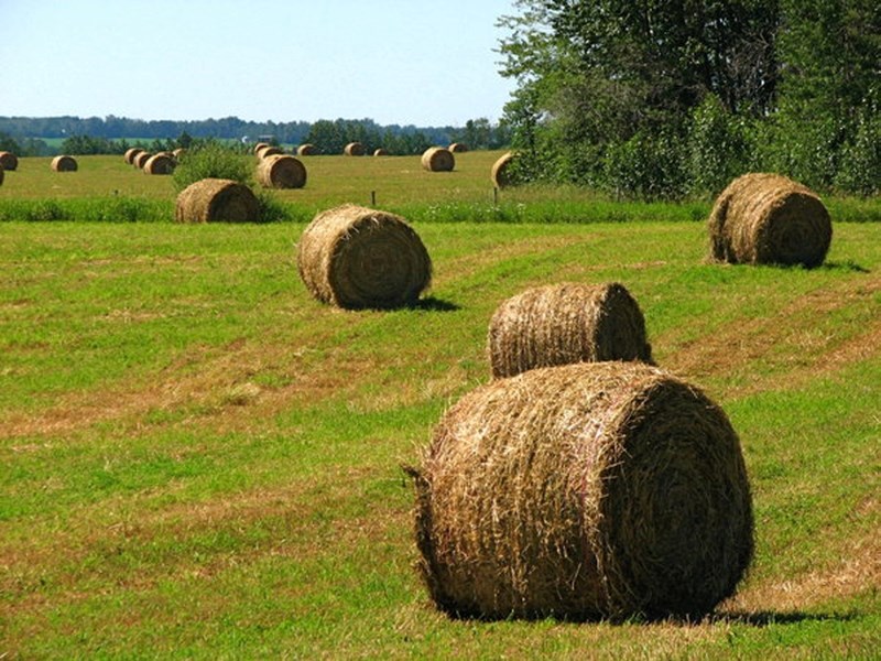 Dought like conditions have forced municipal officials to declare a state of agricultural disaster.