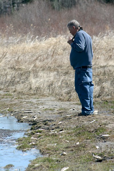 Vincent Lake cottage owner Bob Odriscoll inspects the shoreline near his cottage on the south end of the lake. Odriscoll found dozens of dead fish washed up on shore.