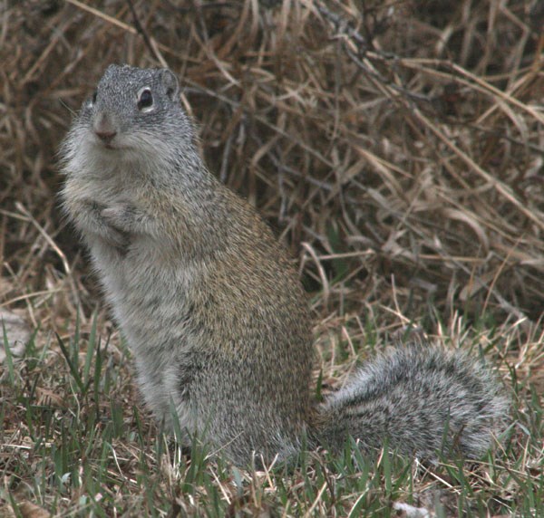 Strychnine is available from the County of St. Paul to fight ground squirrel infestations.