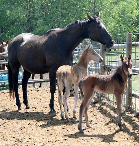 Retired barrel racing mare Pretty stands with her twins Tiny and Tall on June 5.