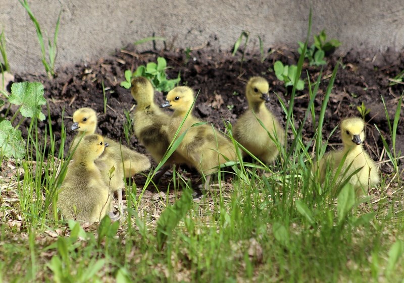 A gaggle of goslings were separated from their parents at 44 St. and 50 Ave. on Friday, but a group of good Samaritans made sure the family of geese was reunited at Lagasse