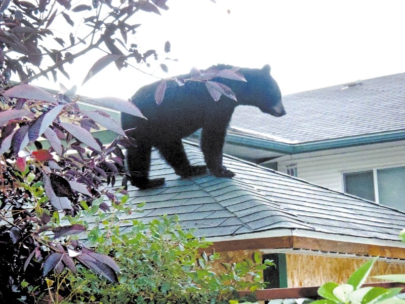 A bad berry season last year drove a high number of bears into urban areas in search of food, like this young black bear spotted on a roof in Dumasfield in September.