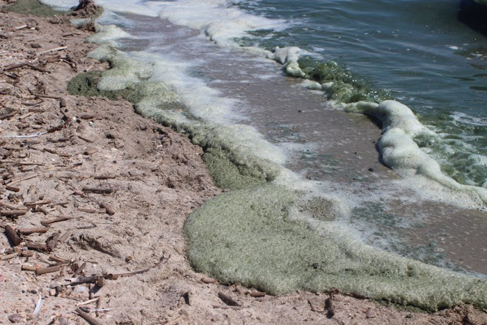 The shore of Lac La Biche Lake at Winston Churchill Park. The AHS has warned that blue-green algae has made the lake&#8217;s water unsafe to swim in or drink.