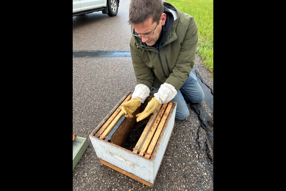 Rob Wicker, who owns the Christy Creek Honey farm with his wife Joanne handles some of the bees that were found on the runway at the Lac La Biche airport on June 7. Submitted photo. 
