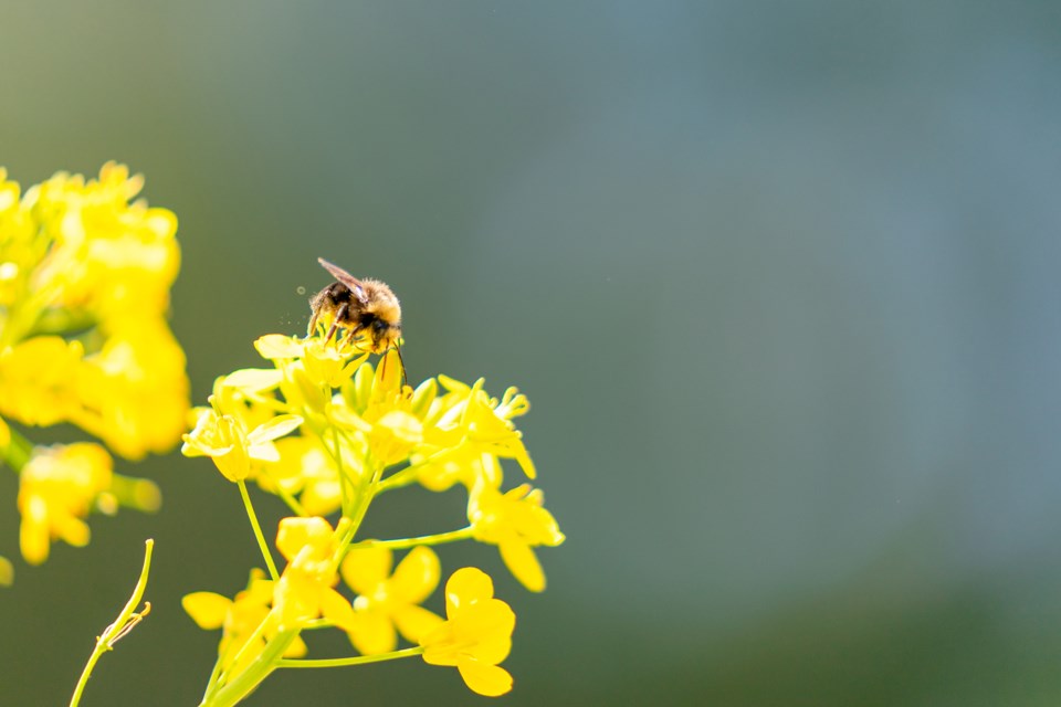 Native Bumble Bees Are Poised to Be First Pollinators Protected Under  California Endangered Species Act