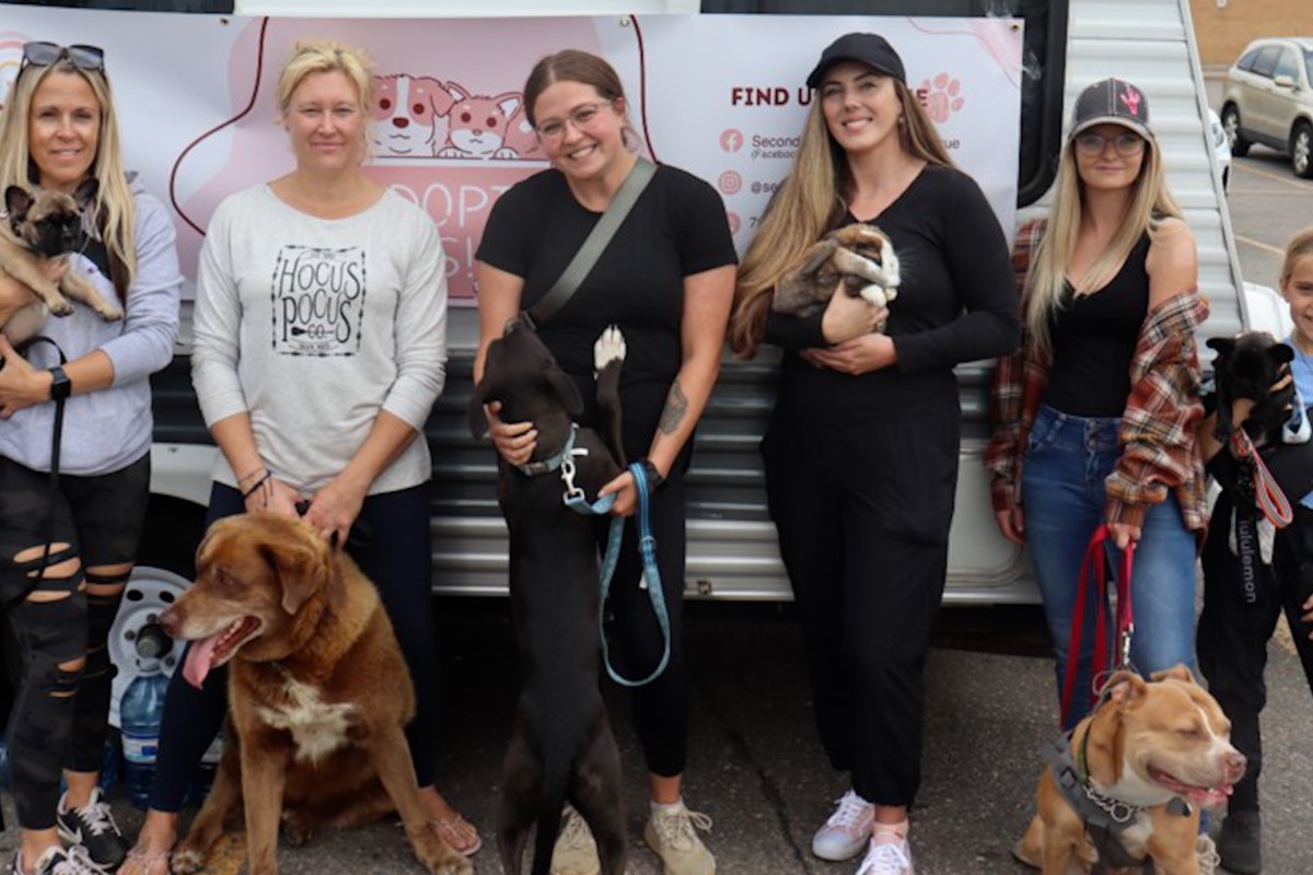 BEHIND THE SCENES: New animal rescue saves mother of dead puppies near Iron Bridge