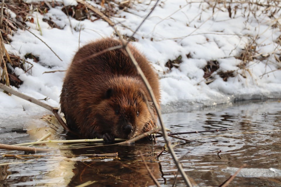 BEHIND THE SCENES: Beloved Cambridge park beaver found dead - Orillia News