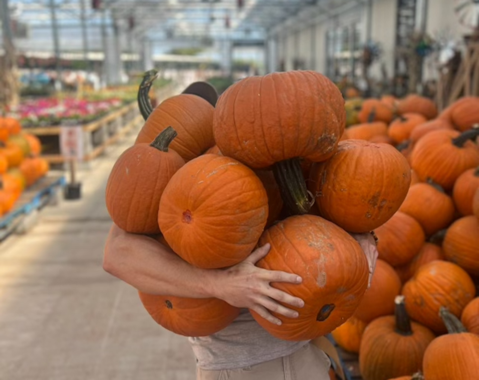 green-acres-nursery-supply-pumpkins