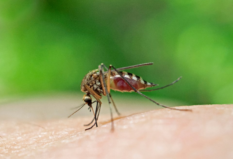 ihor-hvozdetskyi_culex-mosquito-west-nile-virus_shutterstock_1671912307