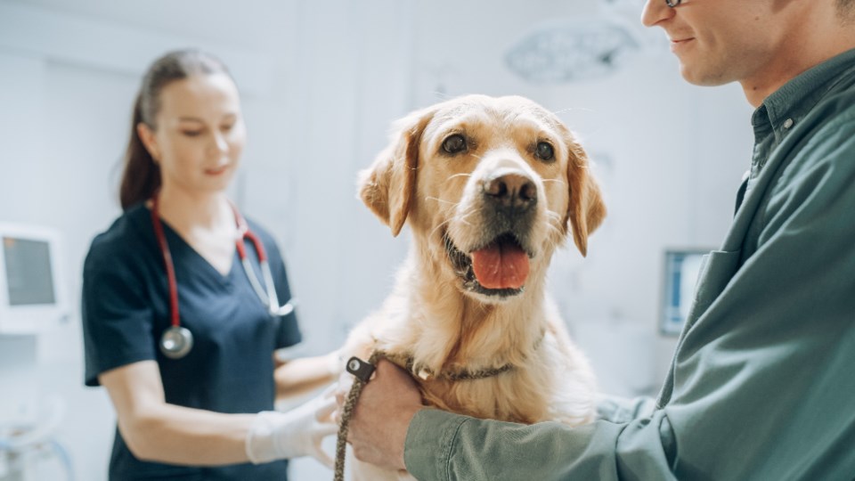 gorodenkoff_pet_dog-with-vet_shutterstock_2285054285