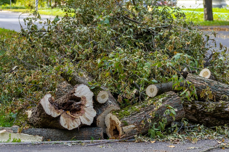 hodim_tree-debris_shutterstock_2073074375