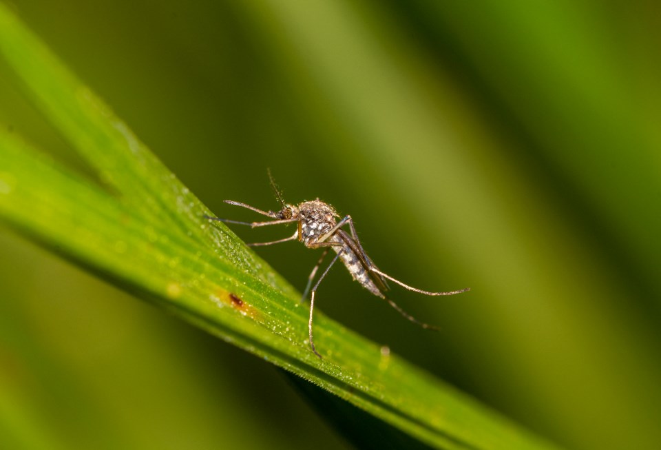 roziline_mosquito_shutterstock_1989466847