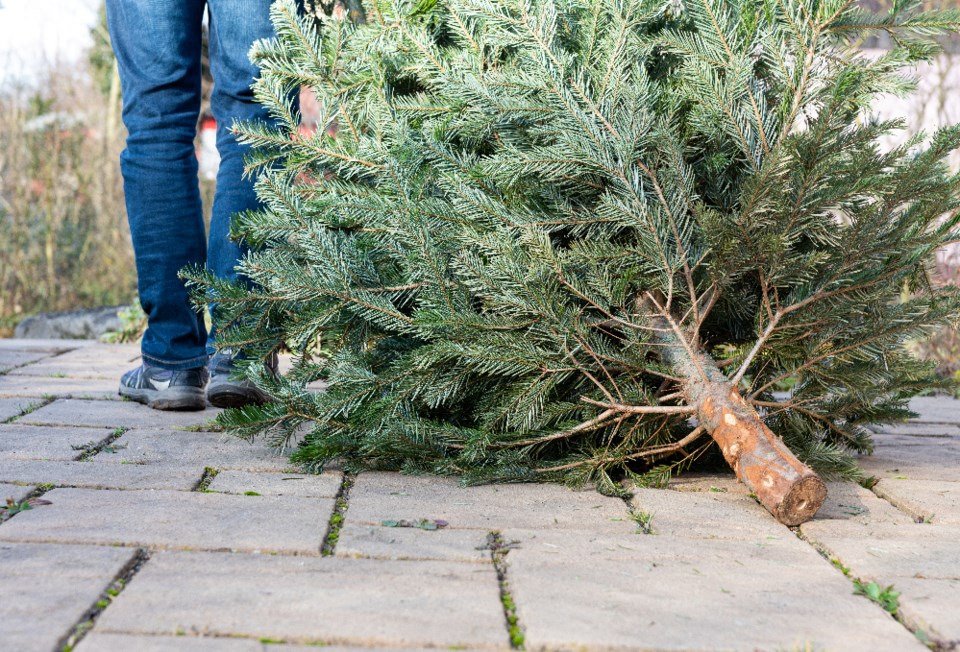 skatzenberger_christmas-tree-disposal_shutterstock_1623693790