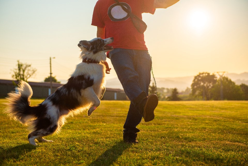 alberto-menendez-cervero_dog-and-owner-playing_shutterstock_2362662747