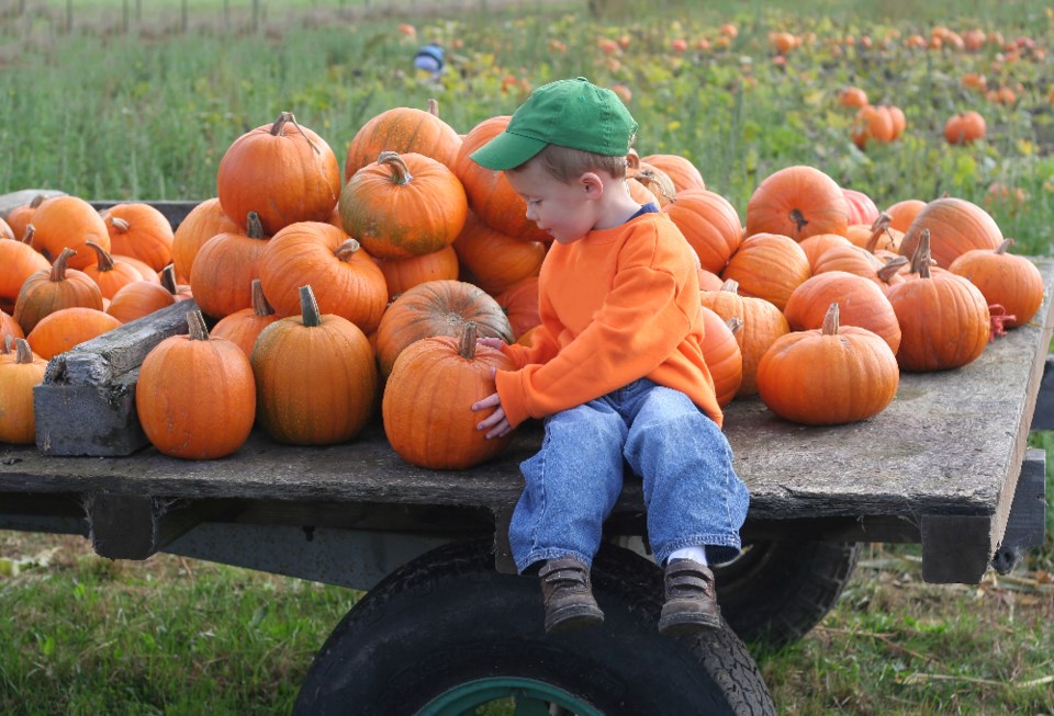 cavan-images_pumpkin-patch_-shutterstock_2441601793