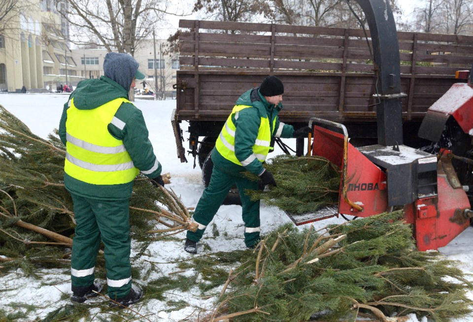 krysj_christmas-tree-disposal_shutterstock_1281220081