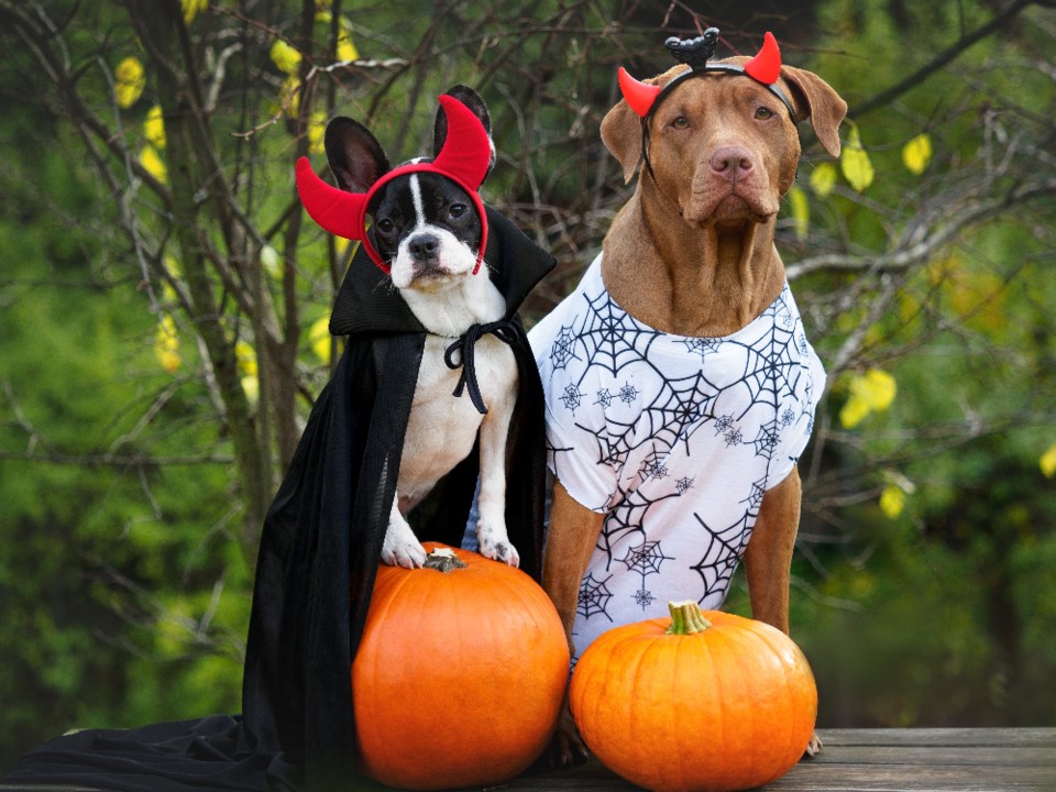 svetikovav_halloween-dogs_shutterstock_2521903539