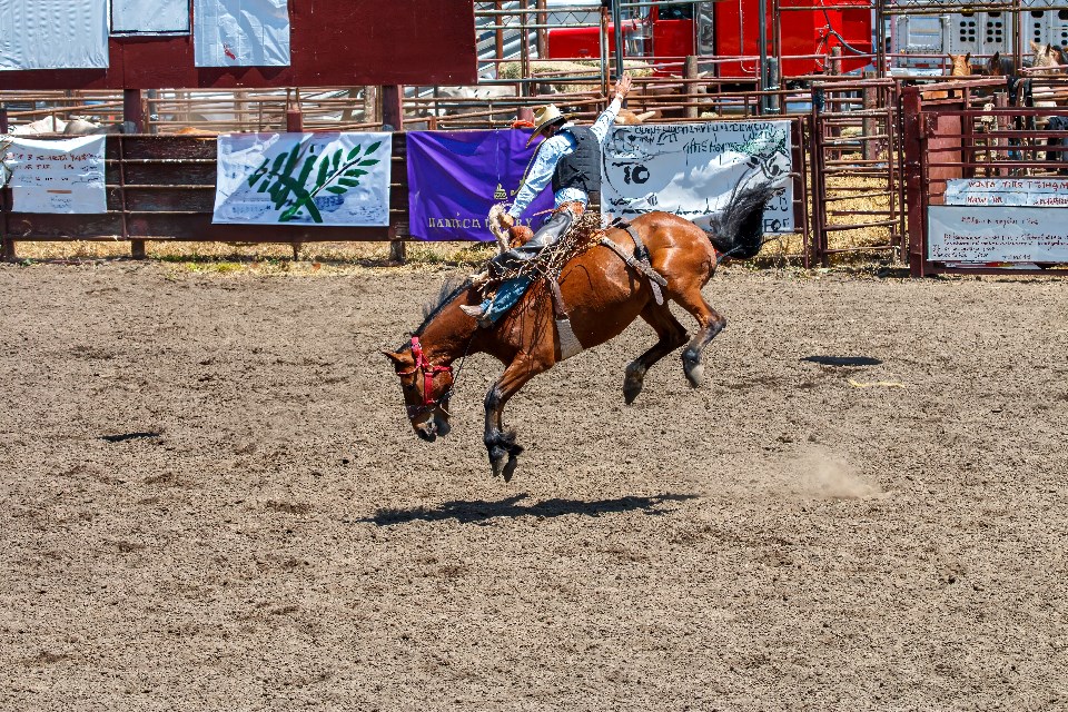 timothy-s-allen_rodeo_shutterstock_2339518621