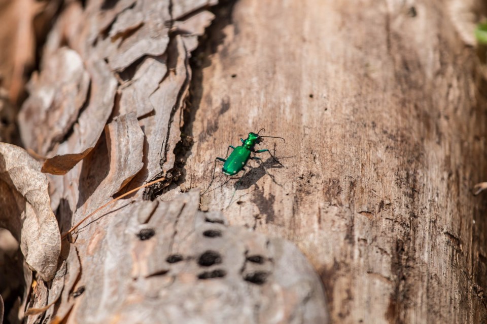 Emerald,Ash,Borer,Looking,For,A,Meal,,An,Invasive,Bug