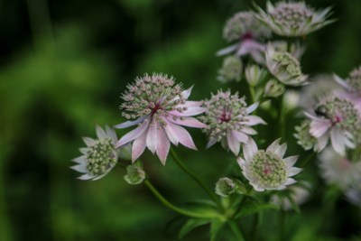 astrantia-4417