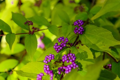 callicarpa-1181
