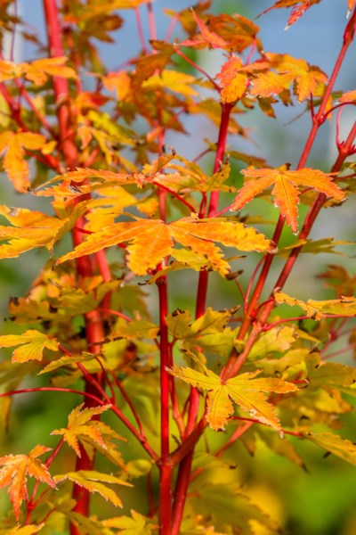 coralbark_maple-1033