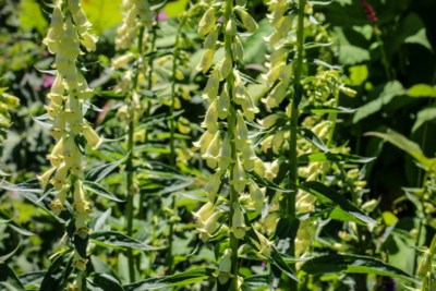 digitalis_lutea-4143