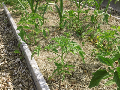 071517-tomatoes-2