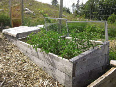 071517-tomatoes-3