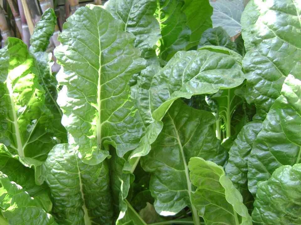 spinach-1834479_960_720