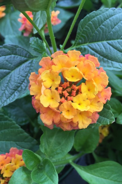lantana-3443