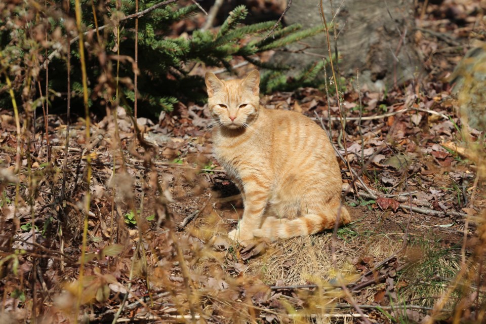 A feral cat keeps a watchful eye. (Pat Lee photo)