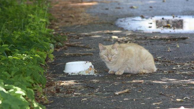 outdoor cat