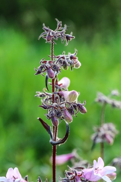 penstemon_dark_tower-6527