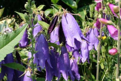 sarastro_campanula