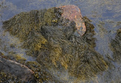 040517Rockweed3