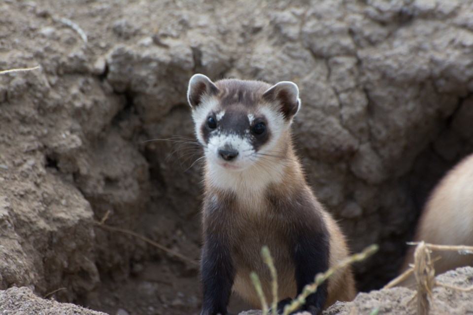 endangered_black-footed_ferret