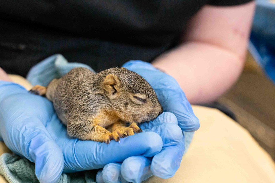 A fox squirrel feeding.