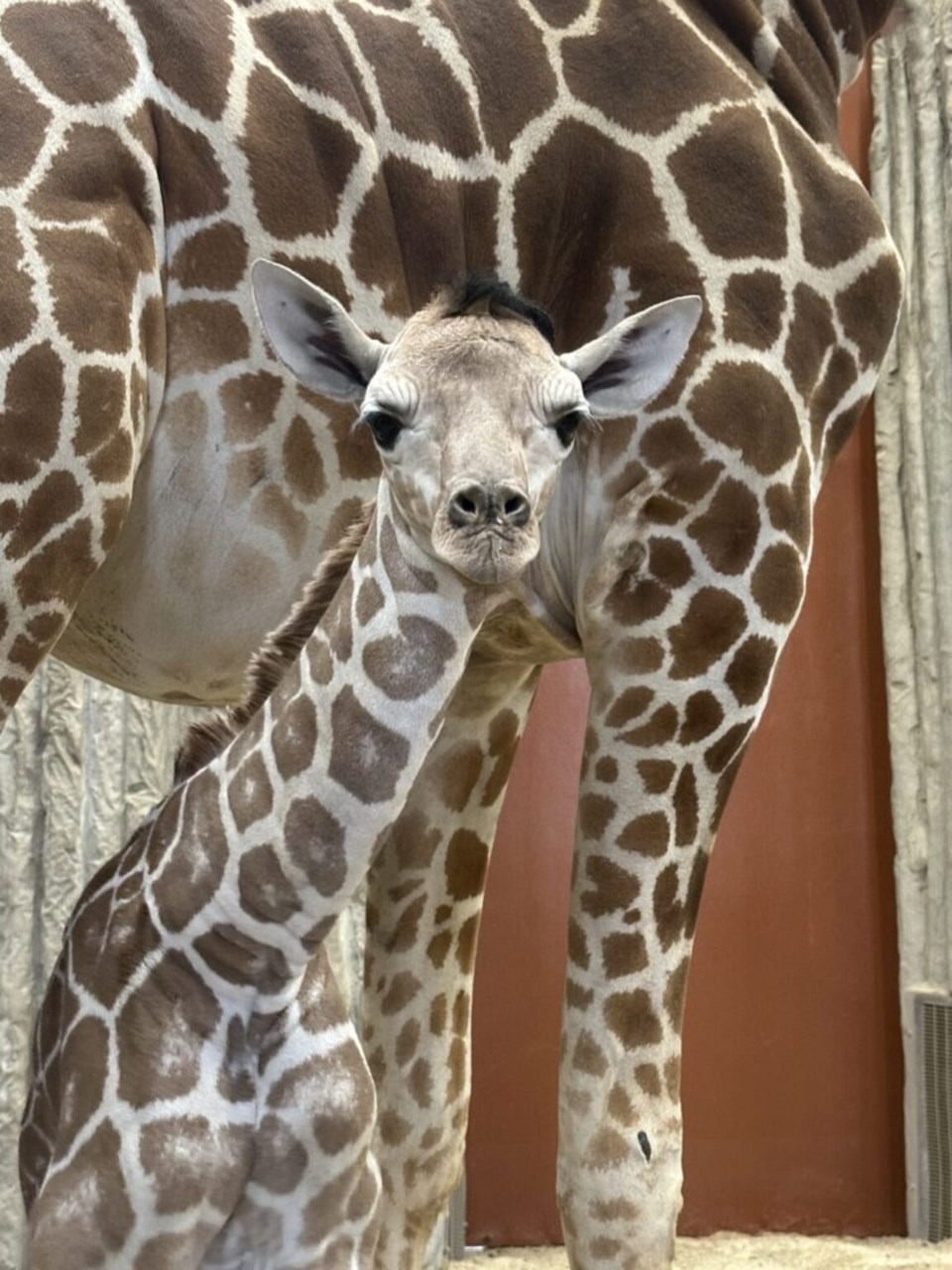 giraffe-baby_2025_anc_baur-768x1