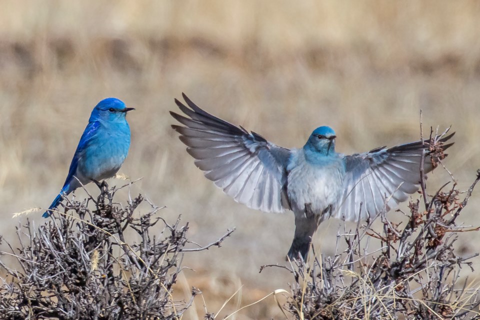 Bluebirds Moraine Park Courtesy A. Schonlau Rocky Mountain National Park