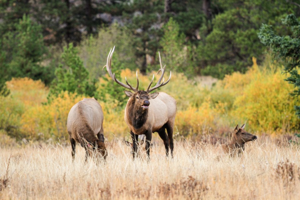 Rocky Mountain National Park near Longmont, Colorado