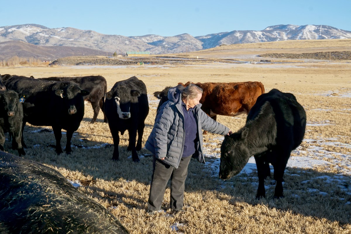 cattle Archives - Northwest Public Broadcasting