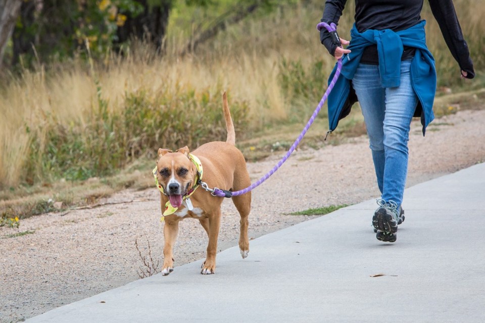 Time to take the dogs for a walk, Paws in the Park has gone virtual The ...