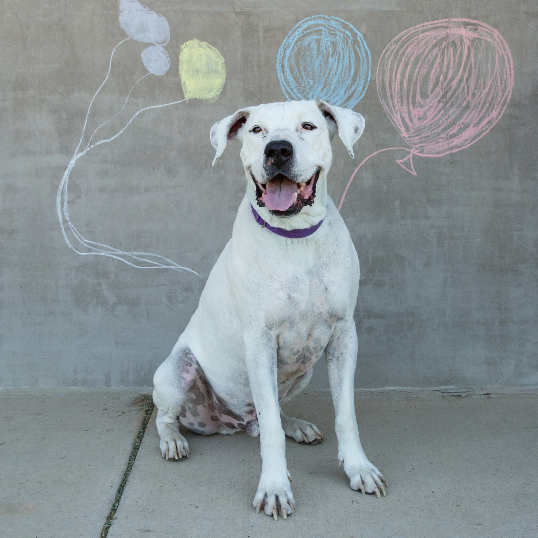 Longmont Pet of the Week Jake The Longmont Leader