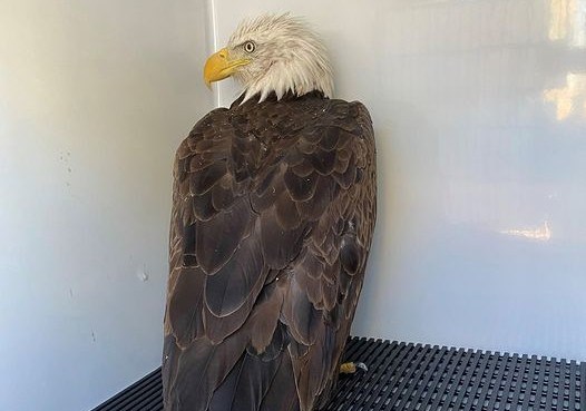 Injured bald eagle near Eleven Mile State Park rescued using a fishing net,  dog kennel and sled, News