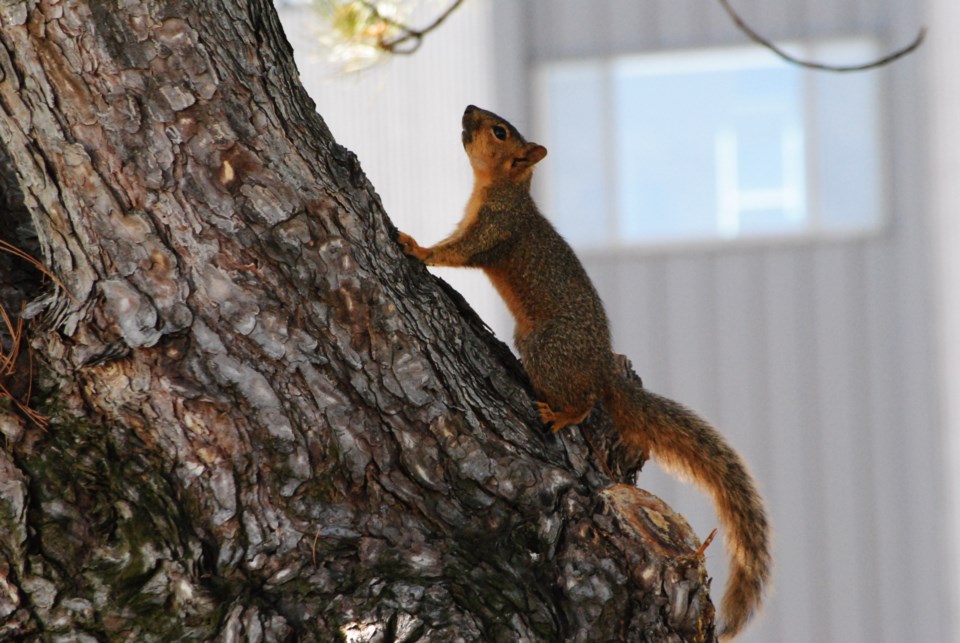 fox squirrel