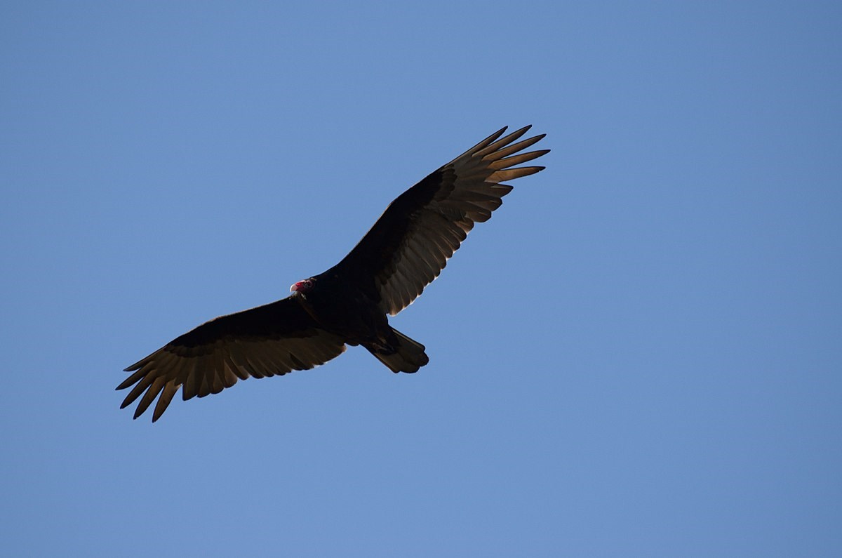 The Turkey Vulture: Scavenger Extraordinaire - The Longmont Leader