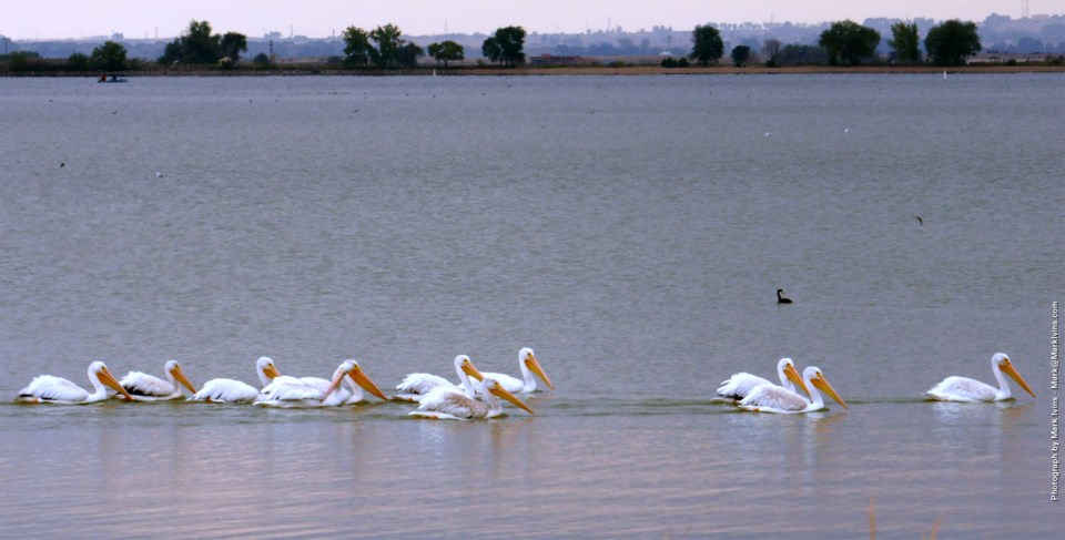 Pelicans Union Reservoir